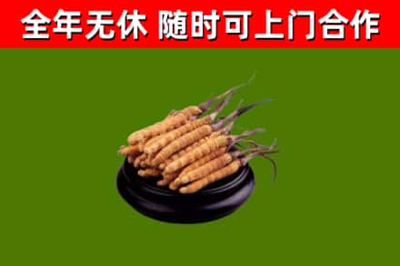衡水市烟酒回收冬虫夏草.jpg